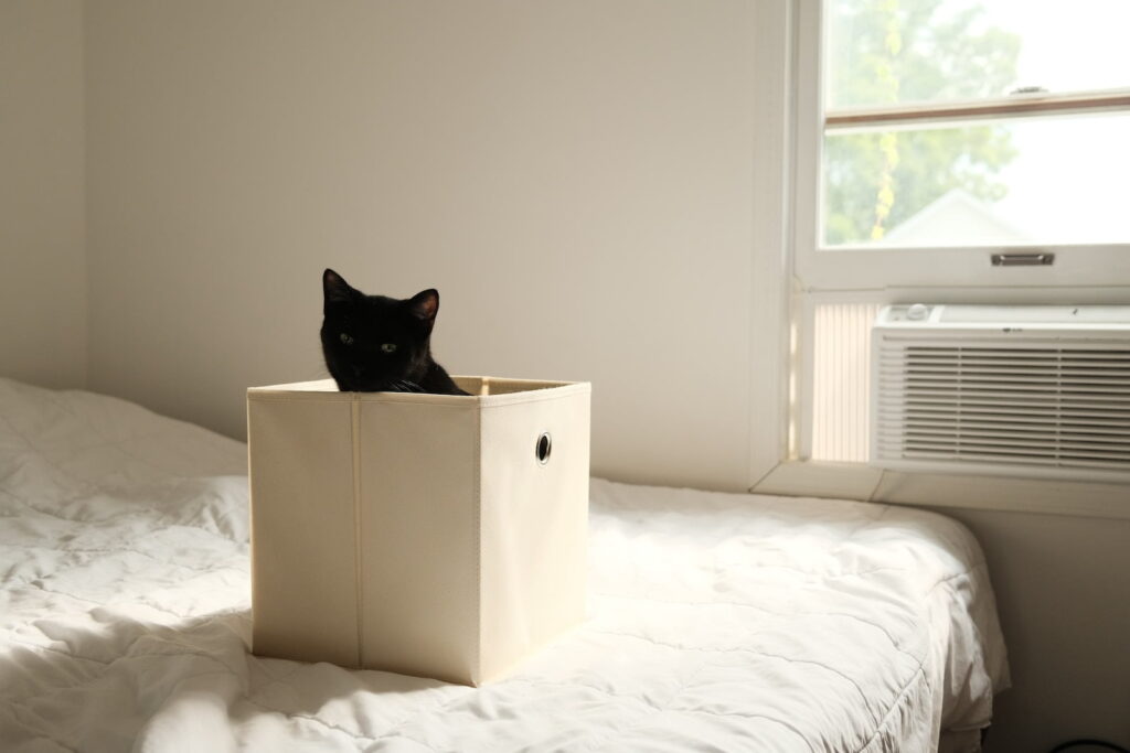 a black cat sitting in a white box on a bed
