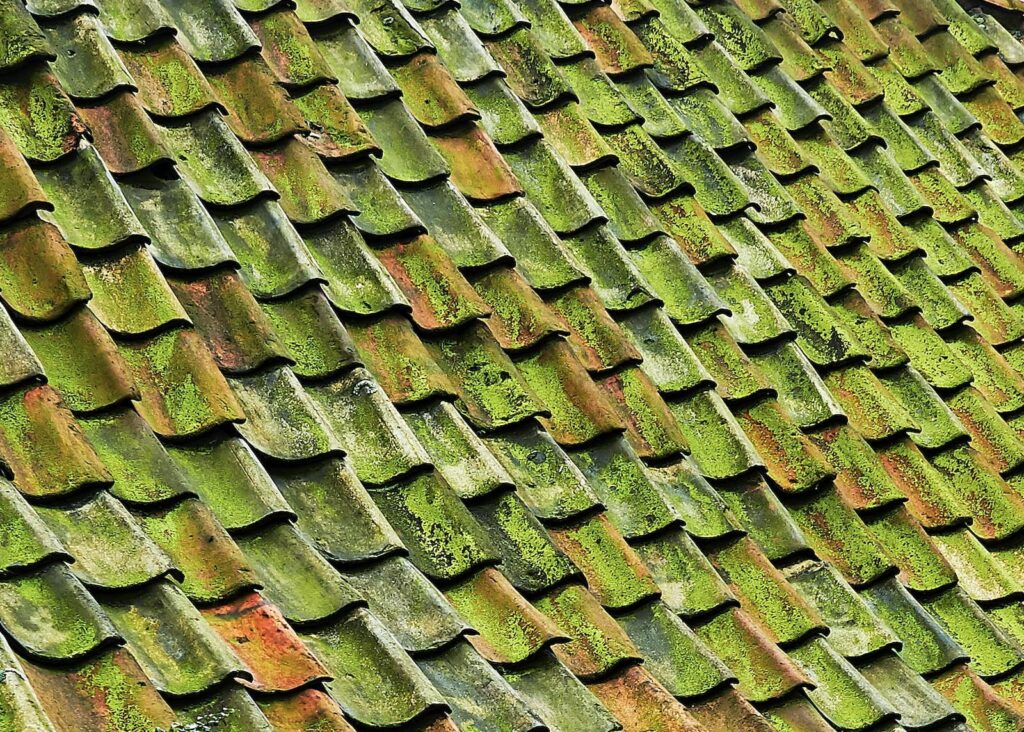 close-up photo of green shingle roof